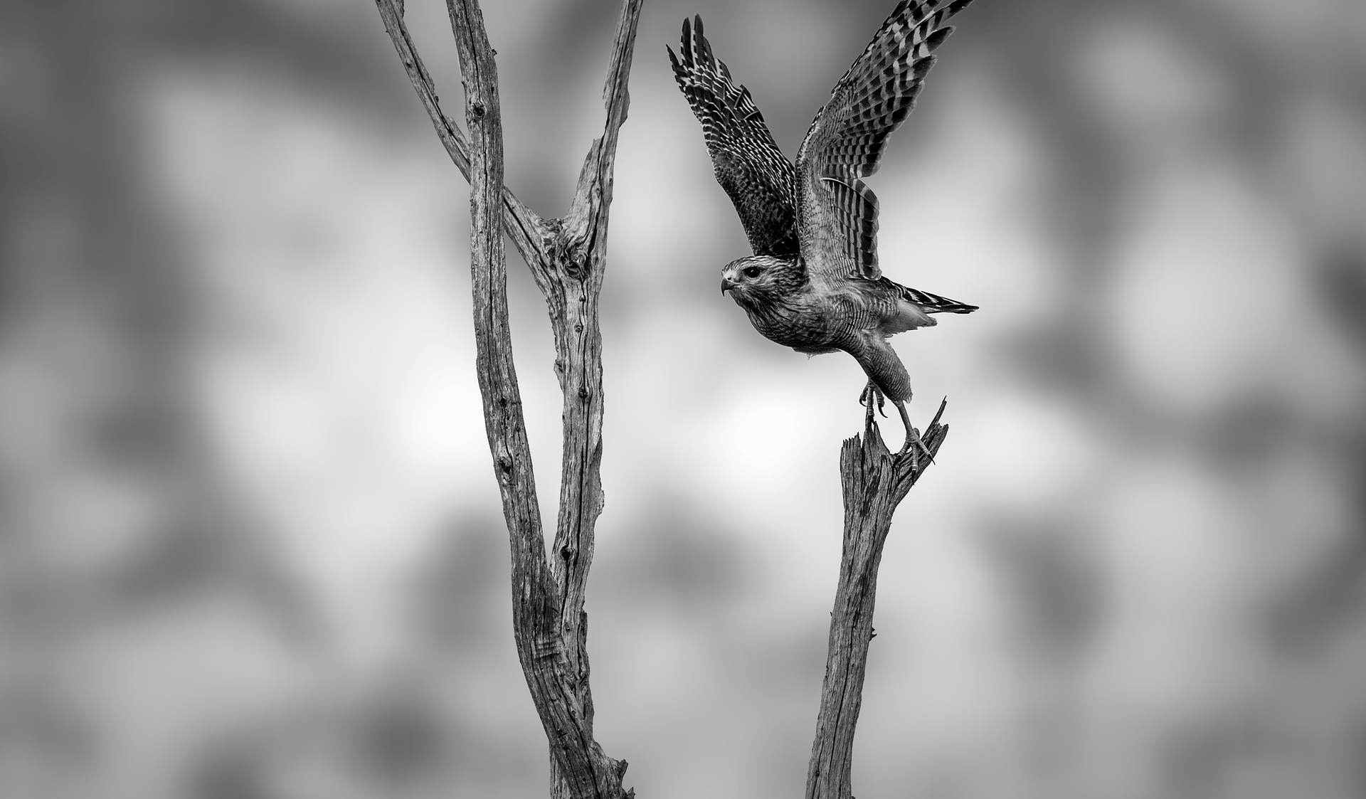 Another stunning bird